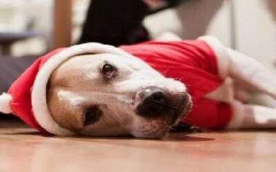 Do you suffer from Post Christmas Blues